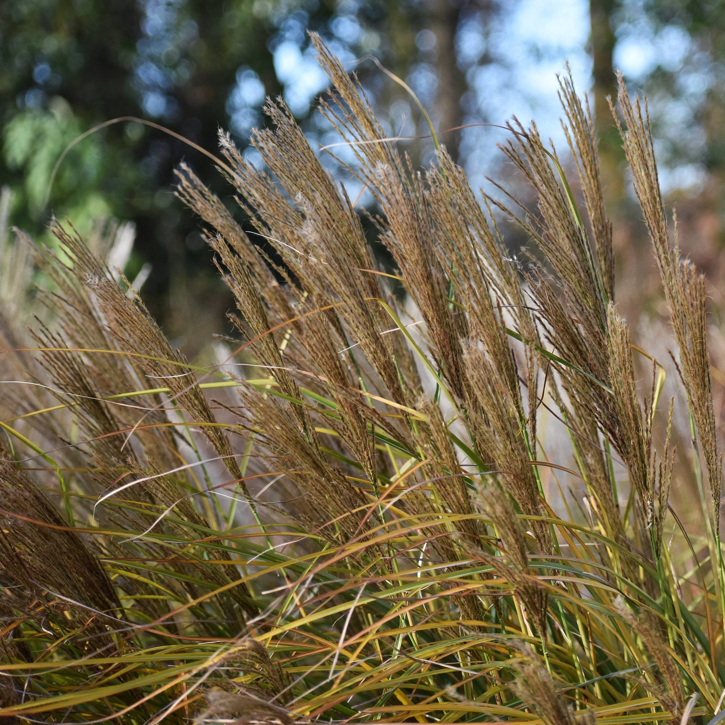 Miscanthus Malepartus - 4" Pot