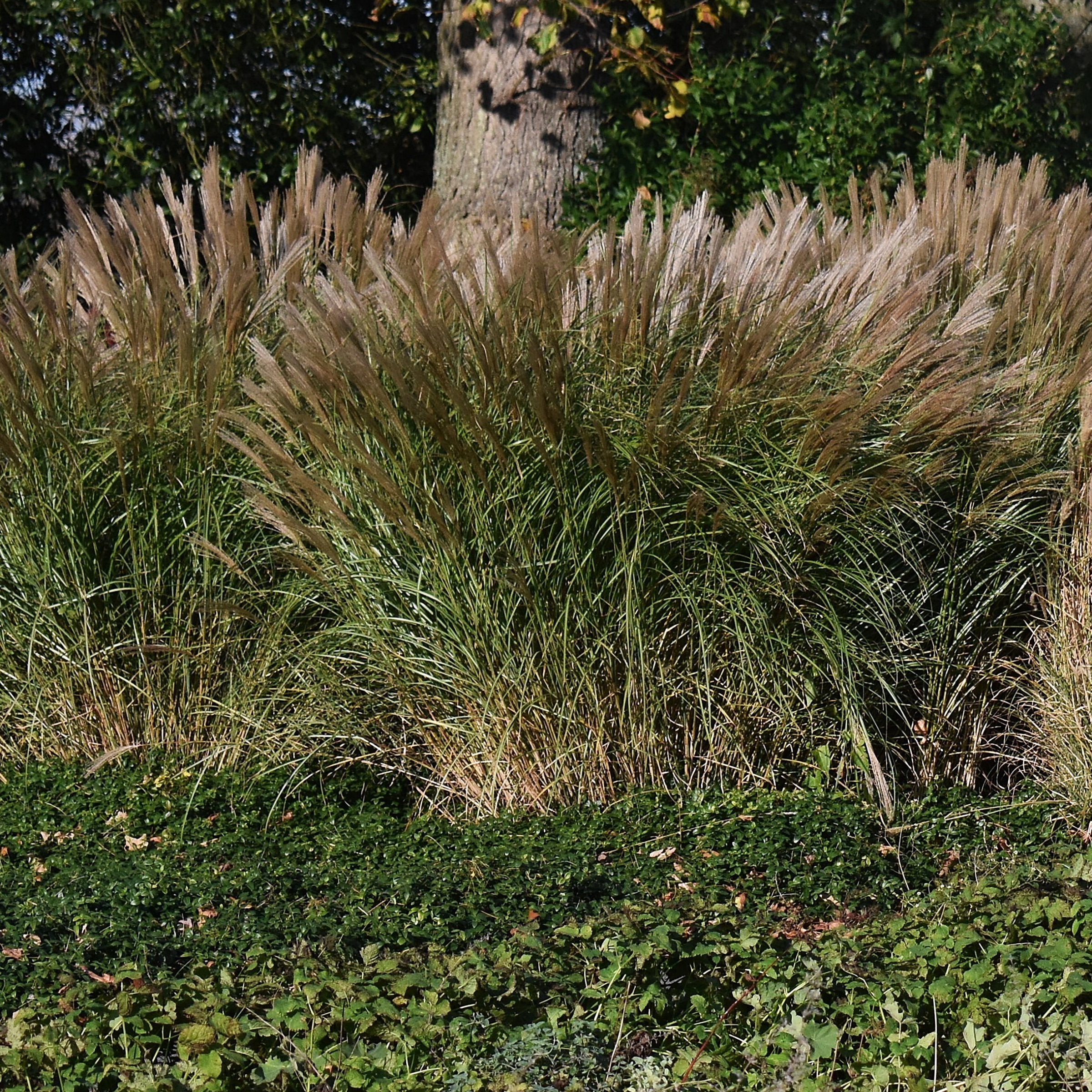 Miscanthus Malepartus - 4" Pot
