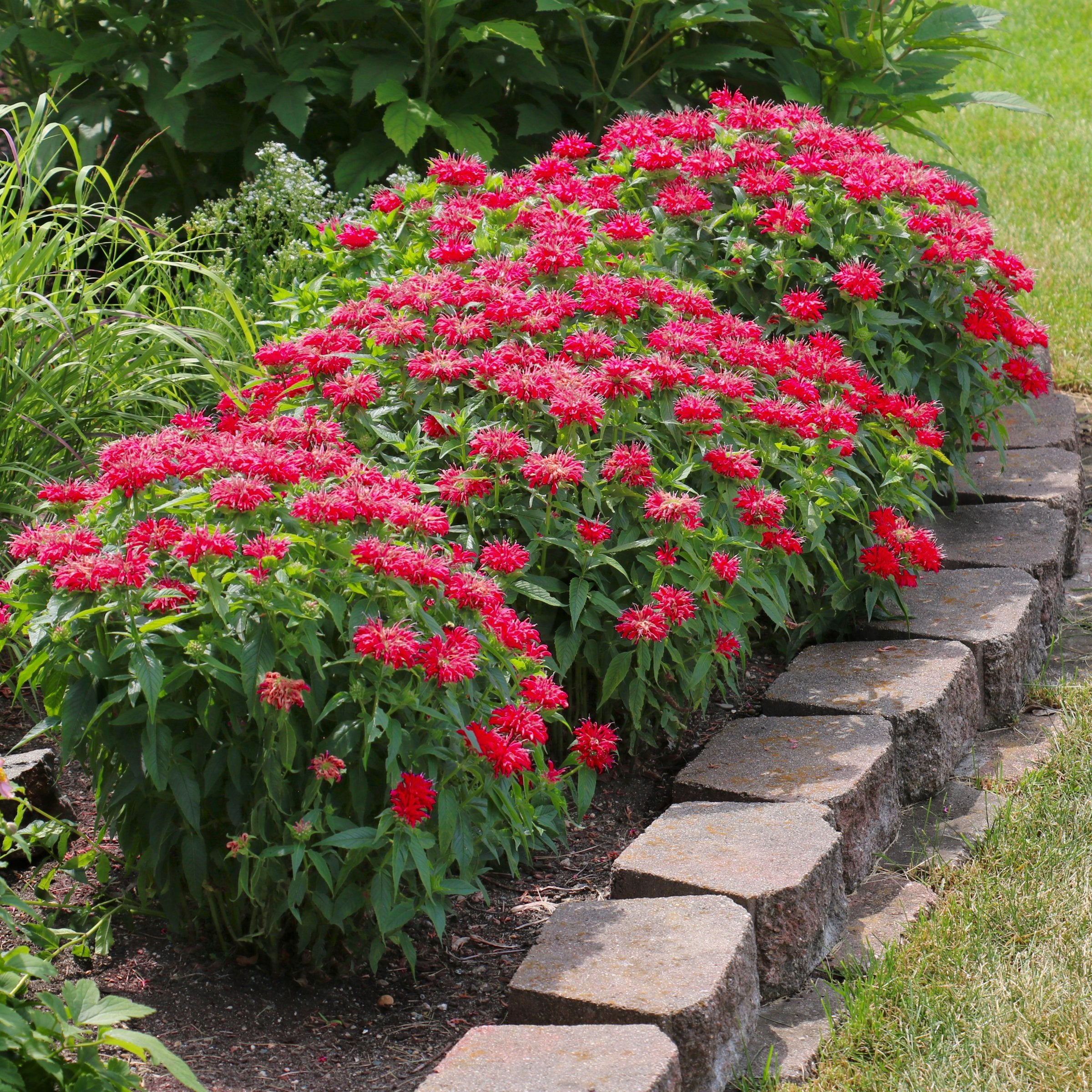 Monarda 'Fireball' - 1 Gallon Pot