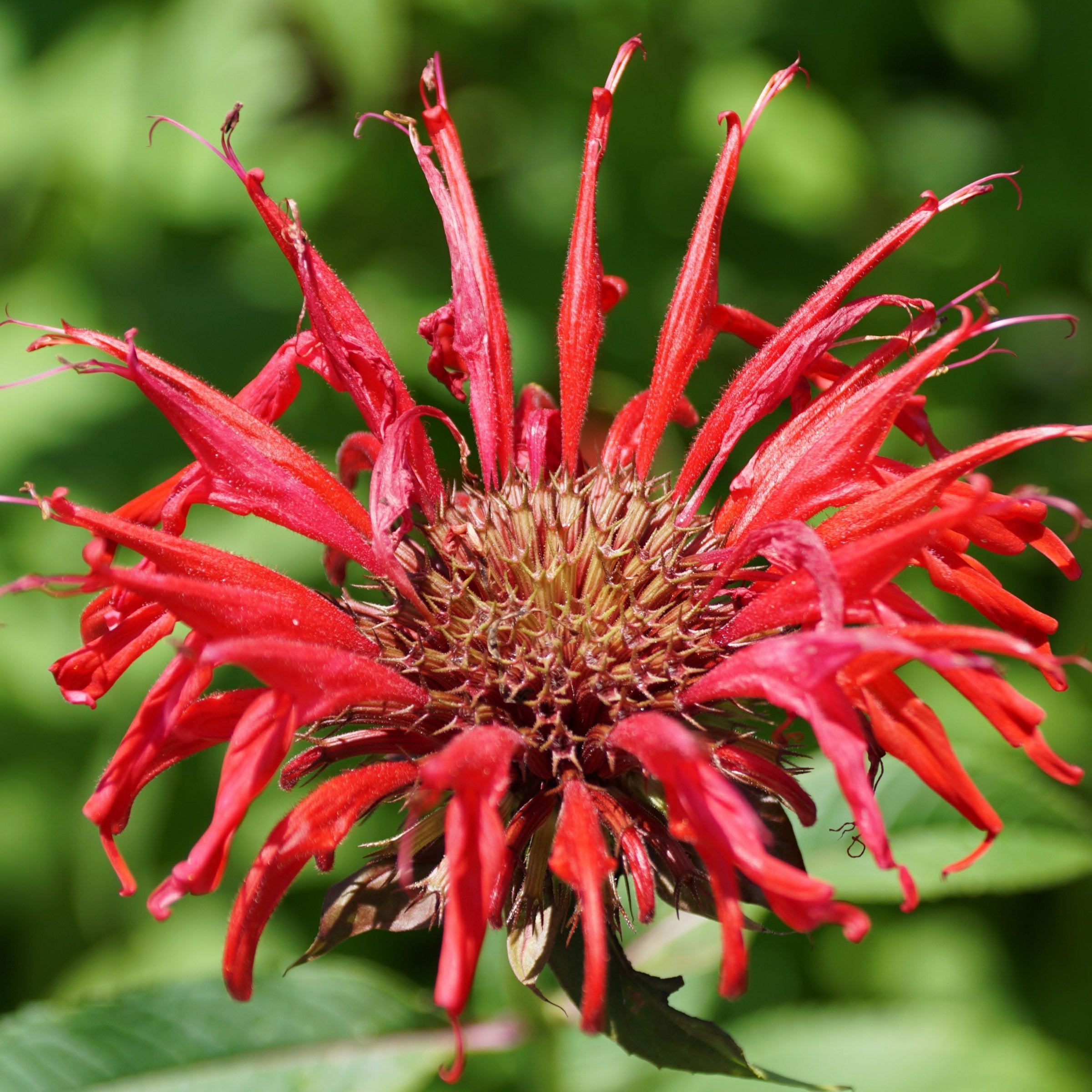 Monarda 'Fireball' - 1 Gallon Pot