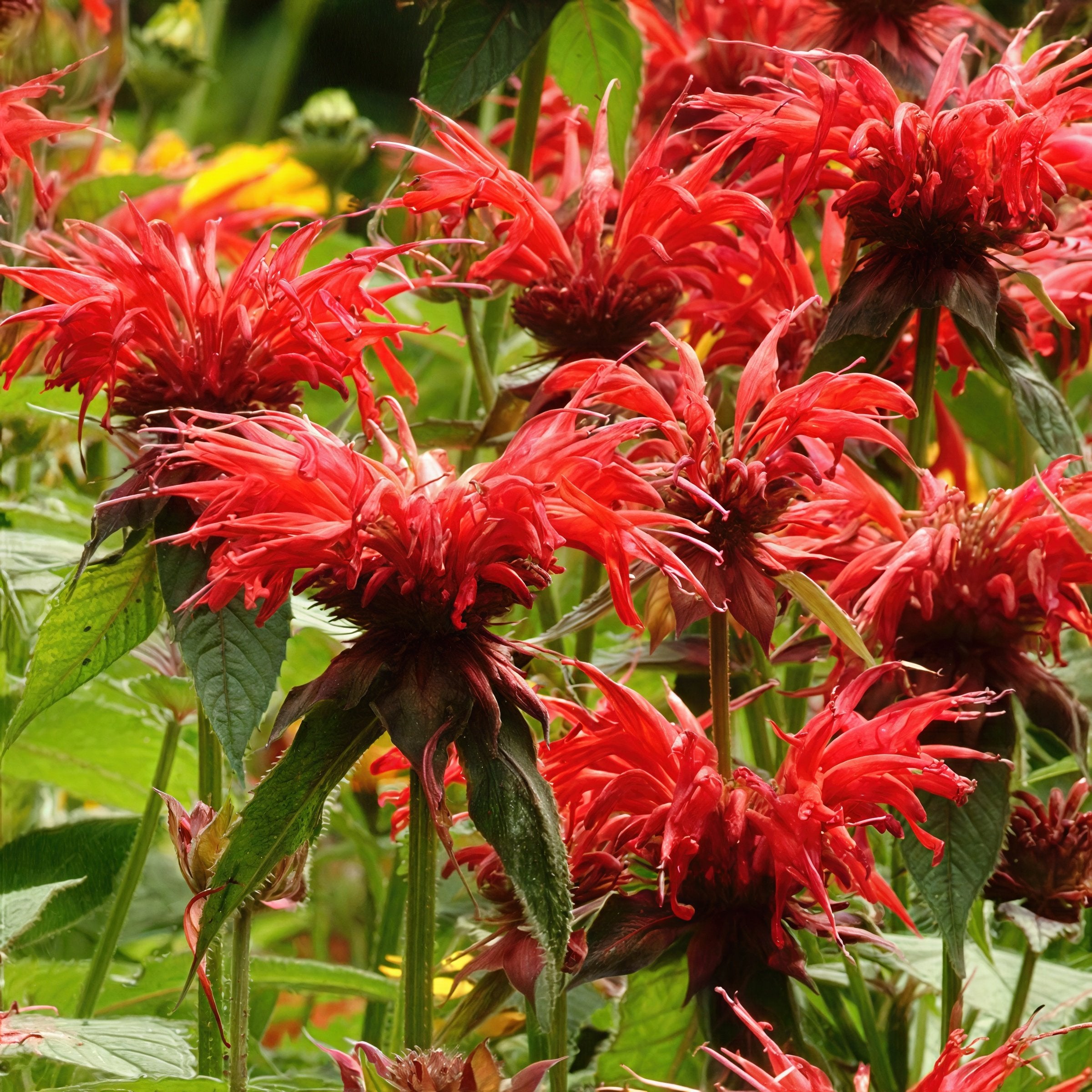 Monarda 'Fireball' - 1 Gallon Pot