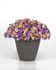 Petunia MixMaster Pretty Pastel  - 5.5" Pot