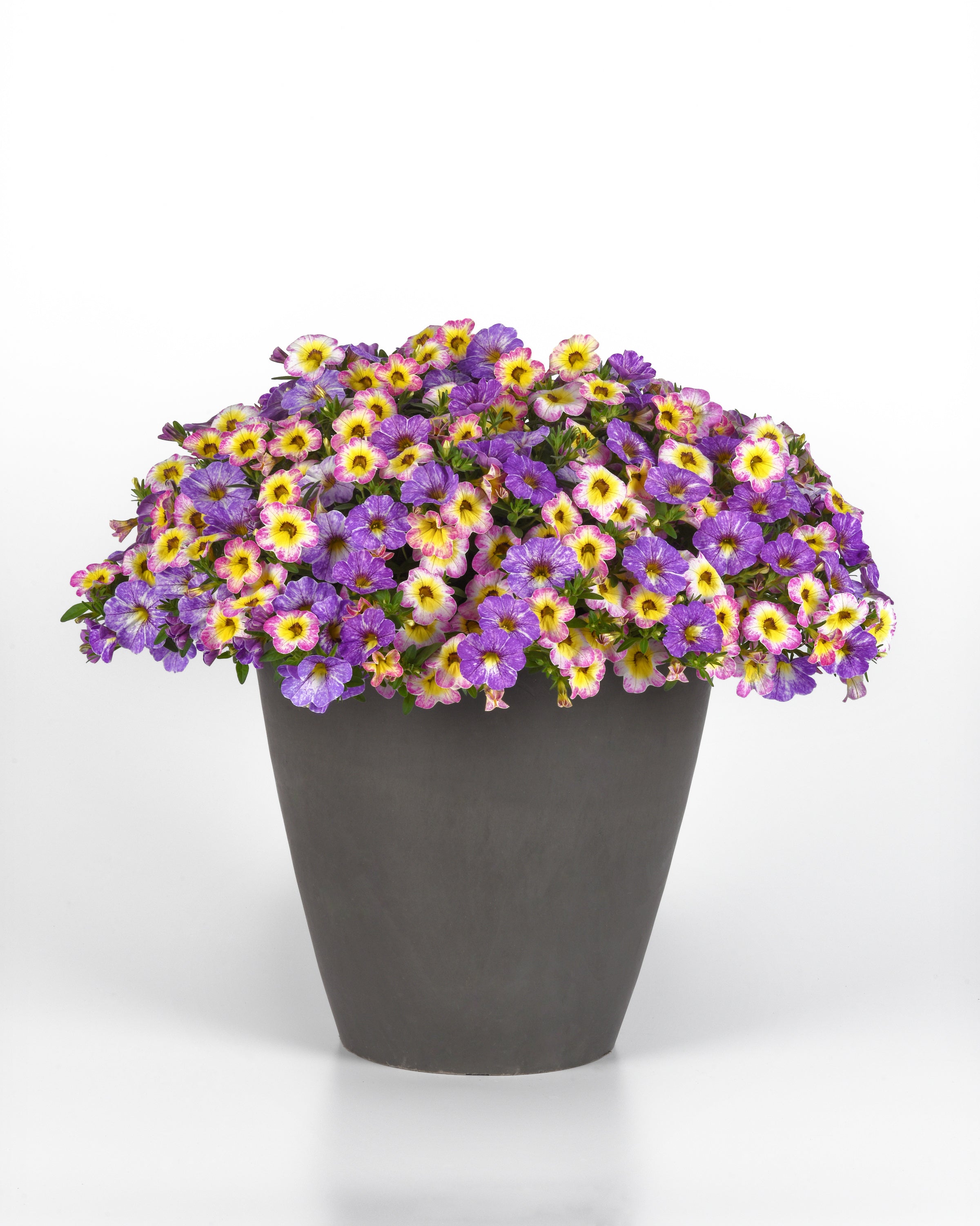 Petunia MixMaster Pretty Pastel  - 5.5" Pot