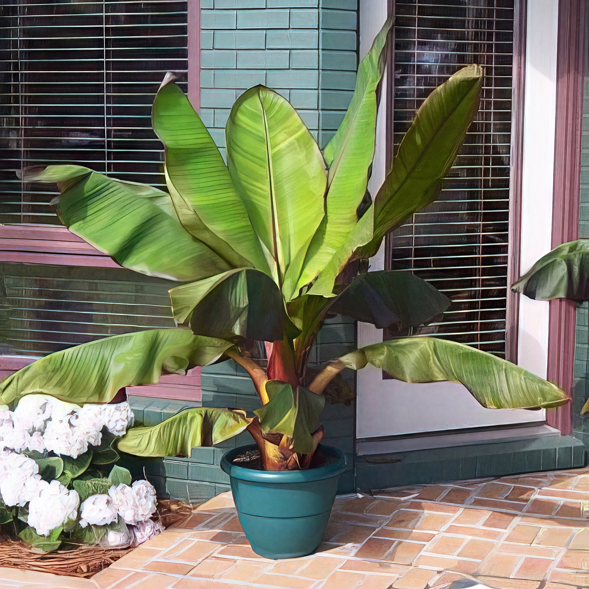 Pet Friendly Plant Club - Delivered Monthly, FREE SHIPPING!