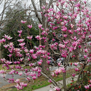 Magnolia 'Galaxy' - 2G Pot