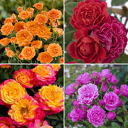 4-Piece Autumn Color Blast Mini Roses - 3.25" Pots (4 Total)
