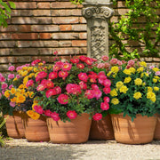 6 Piece Rosa, Mini Rose Collection - 2.5" Pots