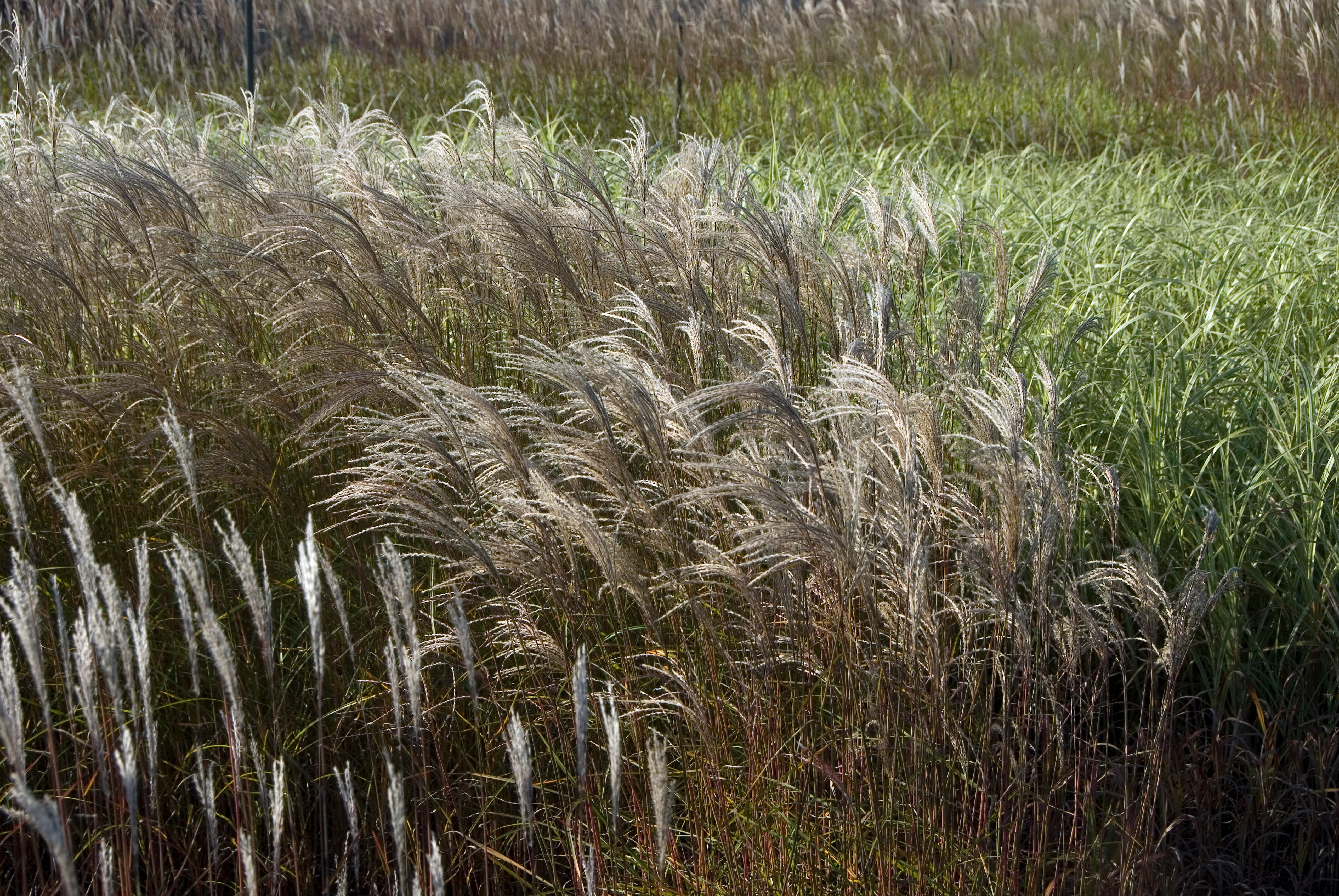 Miscanthus sinesis Adagio - 4" Pot