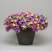 Calibrachoa MixMasters™ Pretty Pastels - 5.5" Pot (PICK UP ONLY)