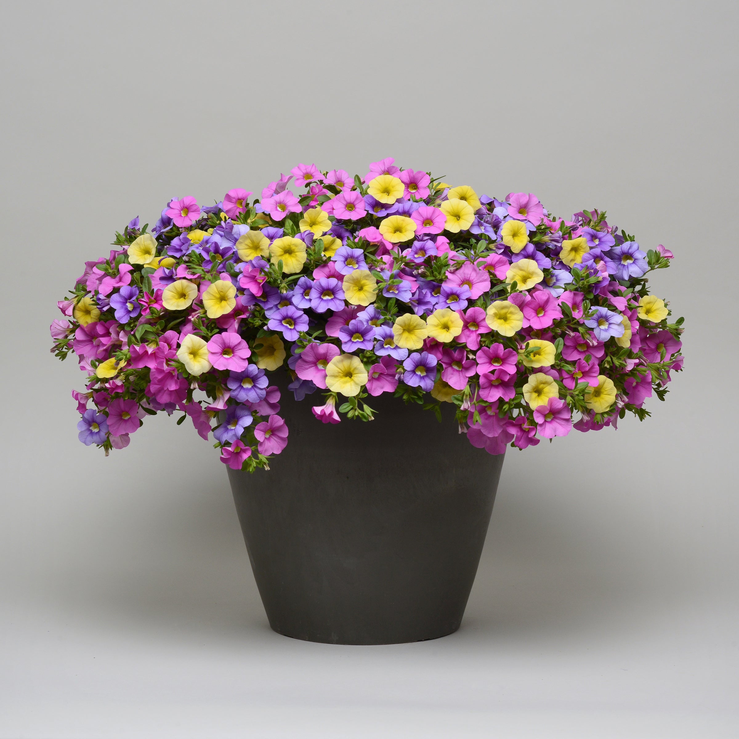 Calibrachoa MixMasters™ Pretty Pastels - 5.5" Pot (PICK UP ONLY)