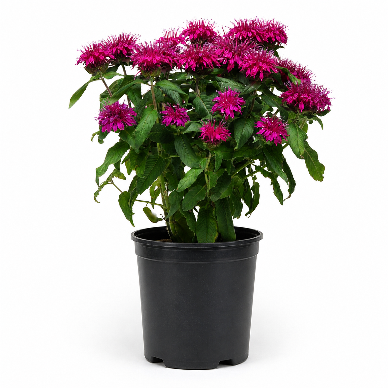 Monarda 'Balmy Pink' - 1 Gallon Pot