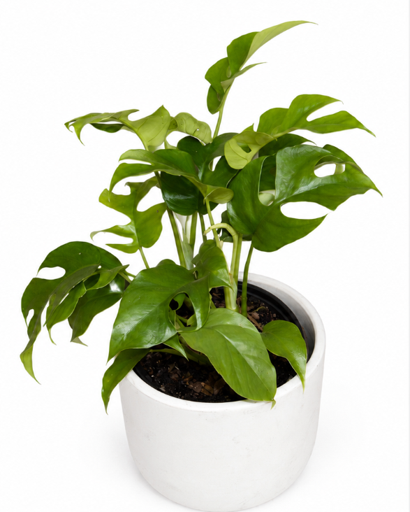 Rhaphidophora 'Monstera Ginny' Vine - 4" Pot