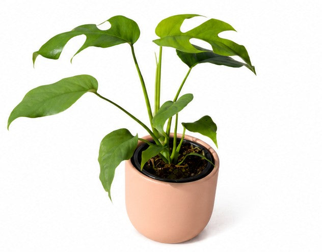 Rhaphidophora 'Monstera Ginny' Vine - 4" Pot