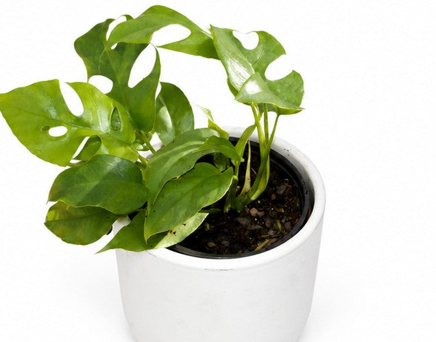 Rhaphidophora 'Monstera Ginny' Vine - 4" Pot