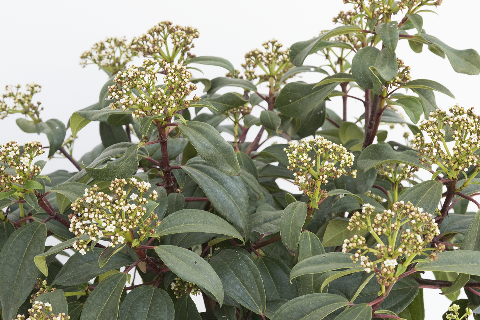 Viburnum Moonlit Lace - 3 Gallon Pot (PICK UP ONLY)