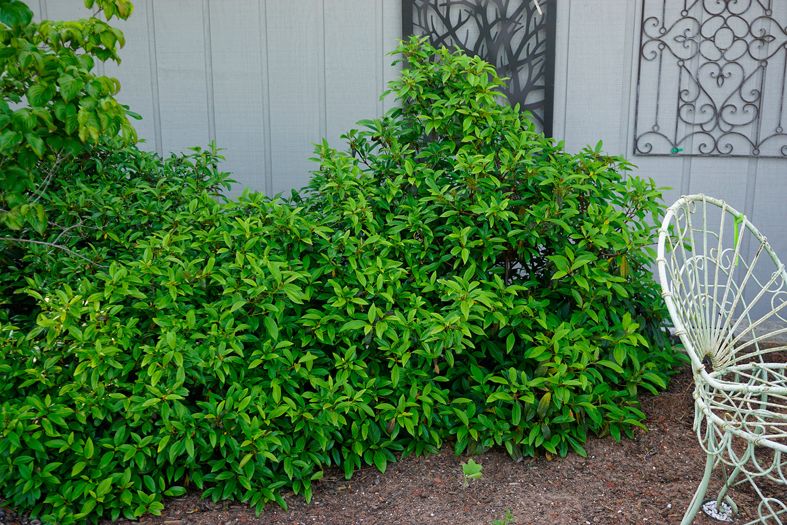 Viburnum Moonlit Lace - 3 Gallon Pot (PICK UP ONLY)