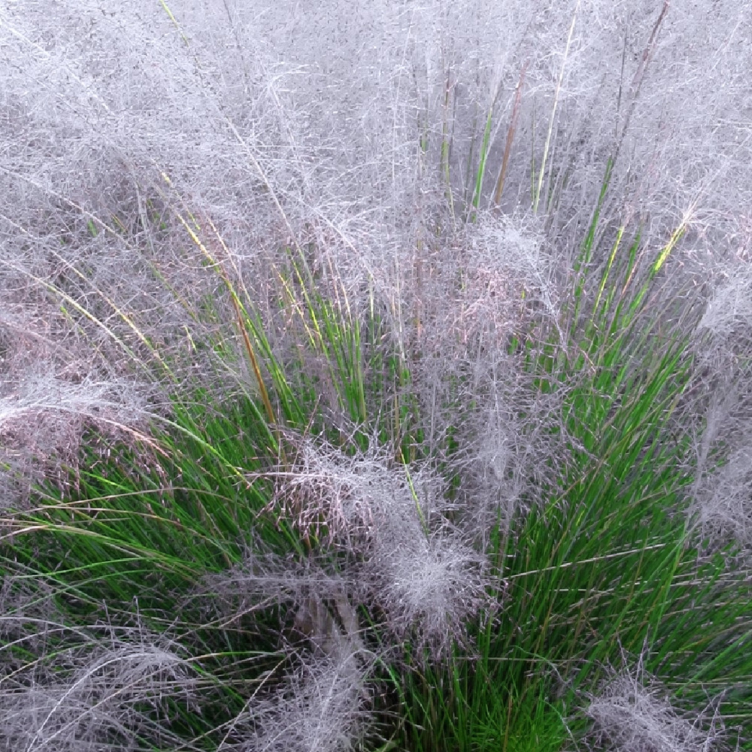Muhlenbergia capillaris 'Whitecloud' - 4" Pot