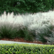Muhlenbergia capillaris 'Whitecloud' - 4" Pot