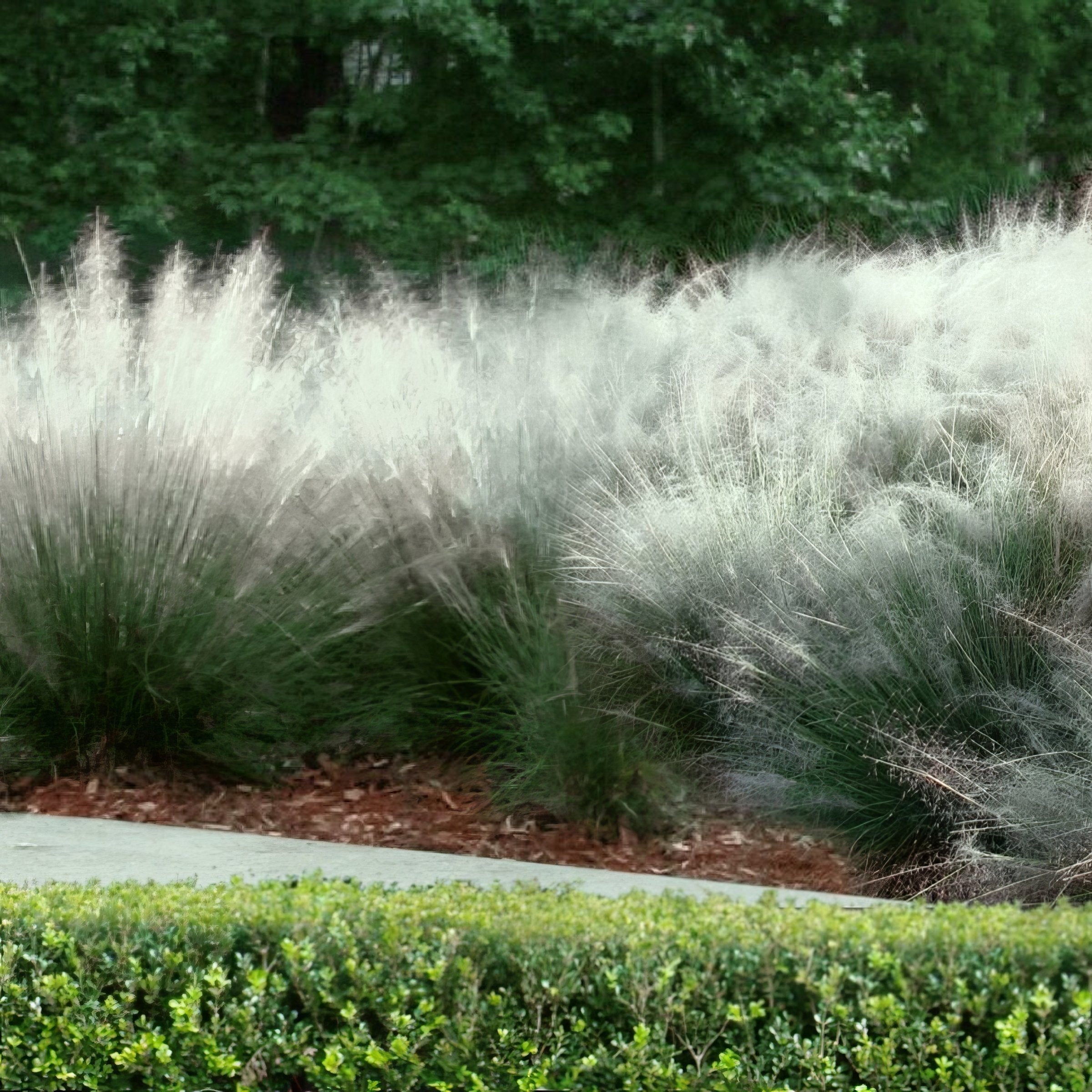 Muhlenbergia capillaris 'Whitecloud' - 4" Pot