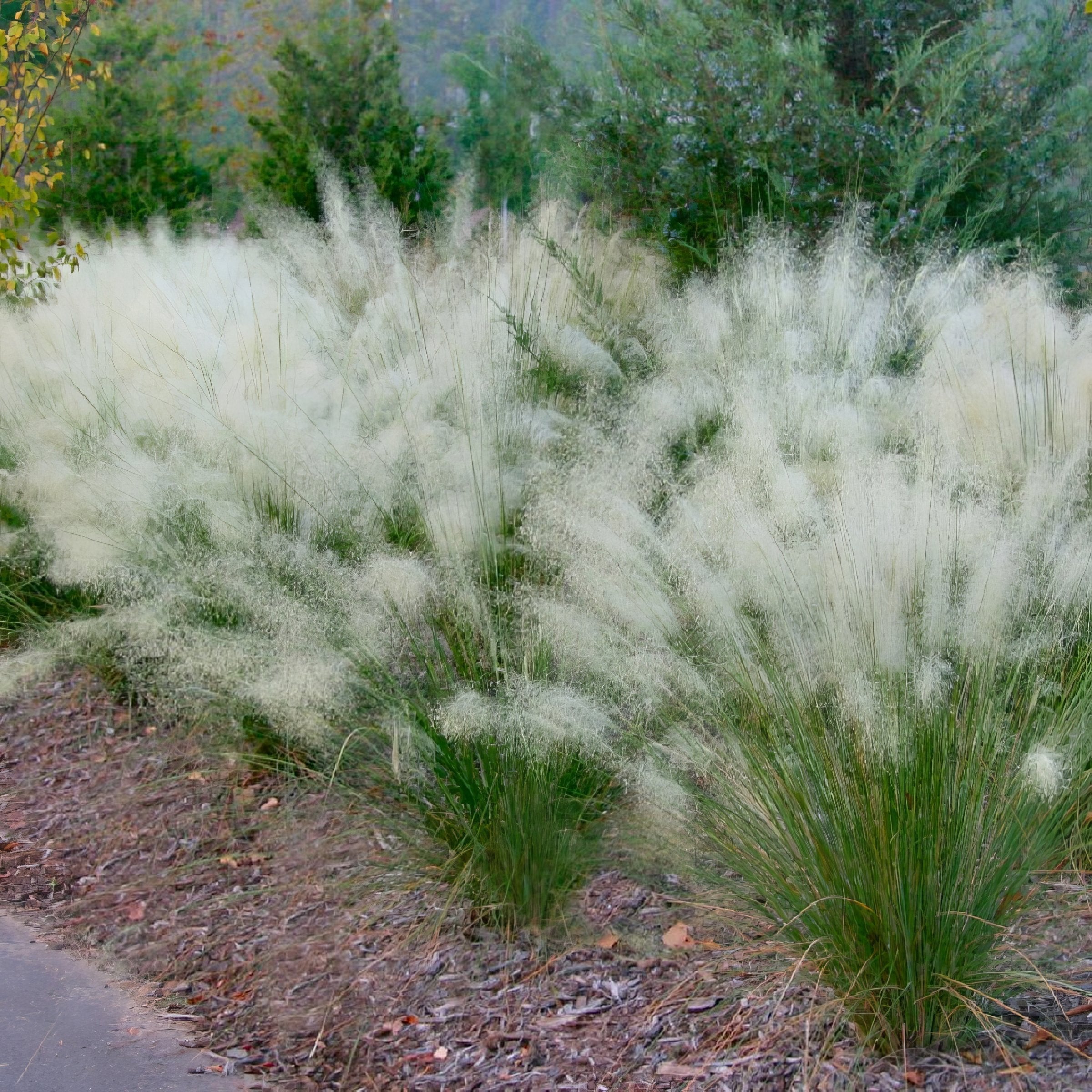 Muhlenbergia capillaris 'Whitecloud' - 4" Pot