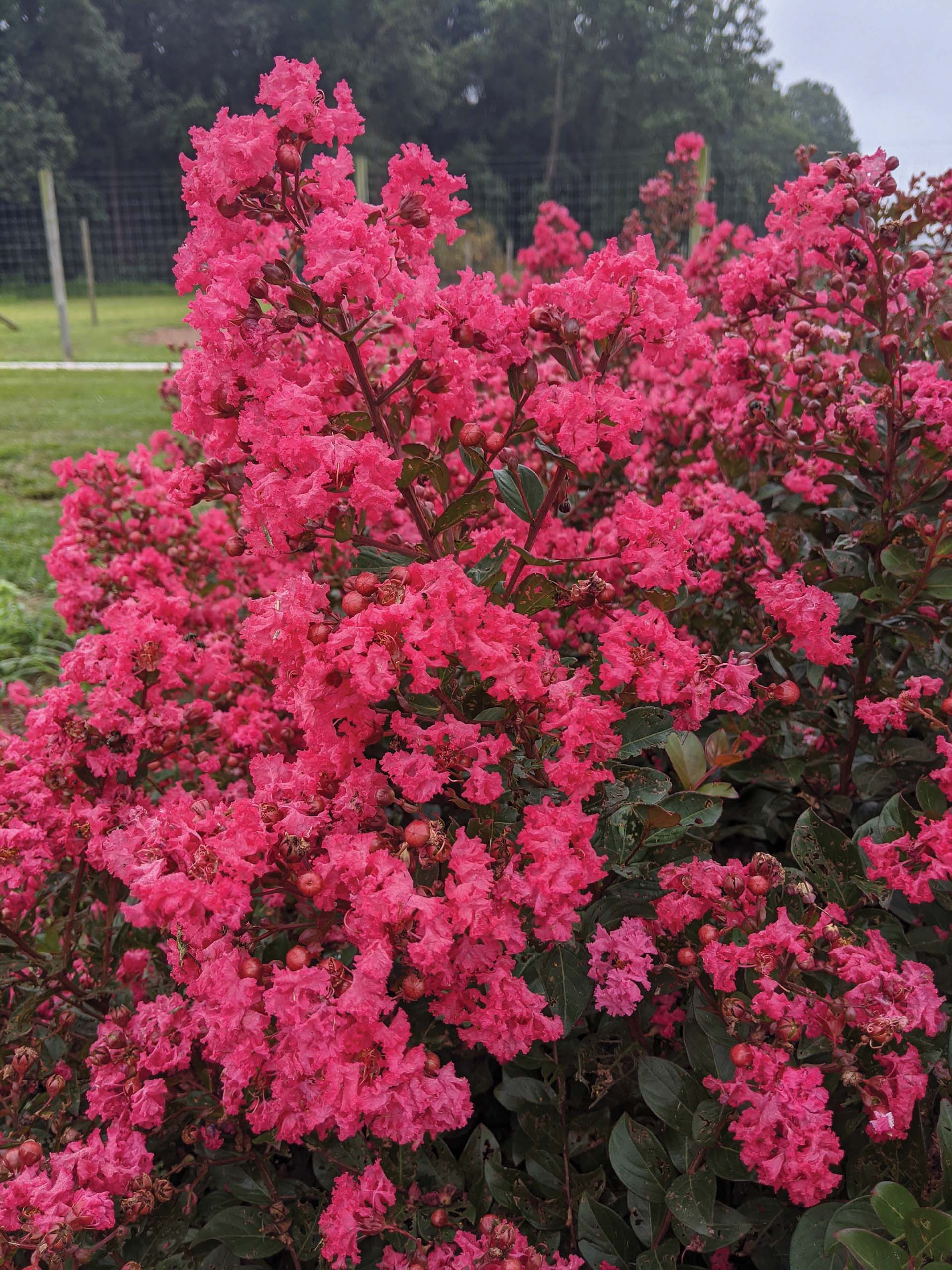 Crape Myrtle (Dwarf) Lagerstroemia 'My Fair Myrtle' - 3G Pot