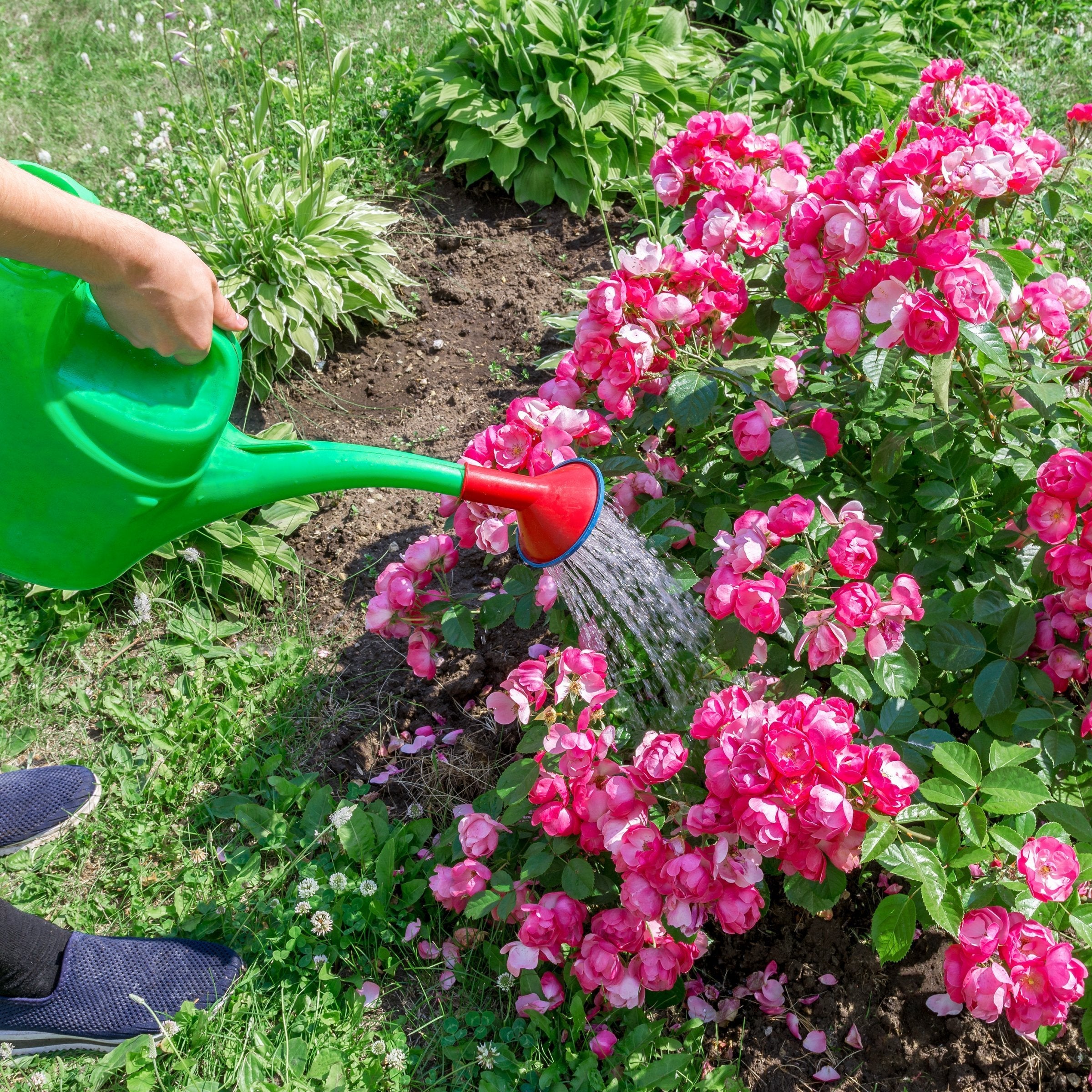 NPK+™ Fertilizer Pods for Roses