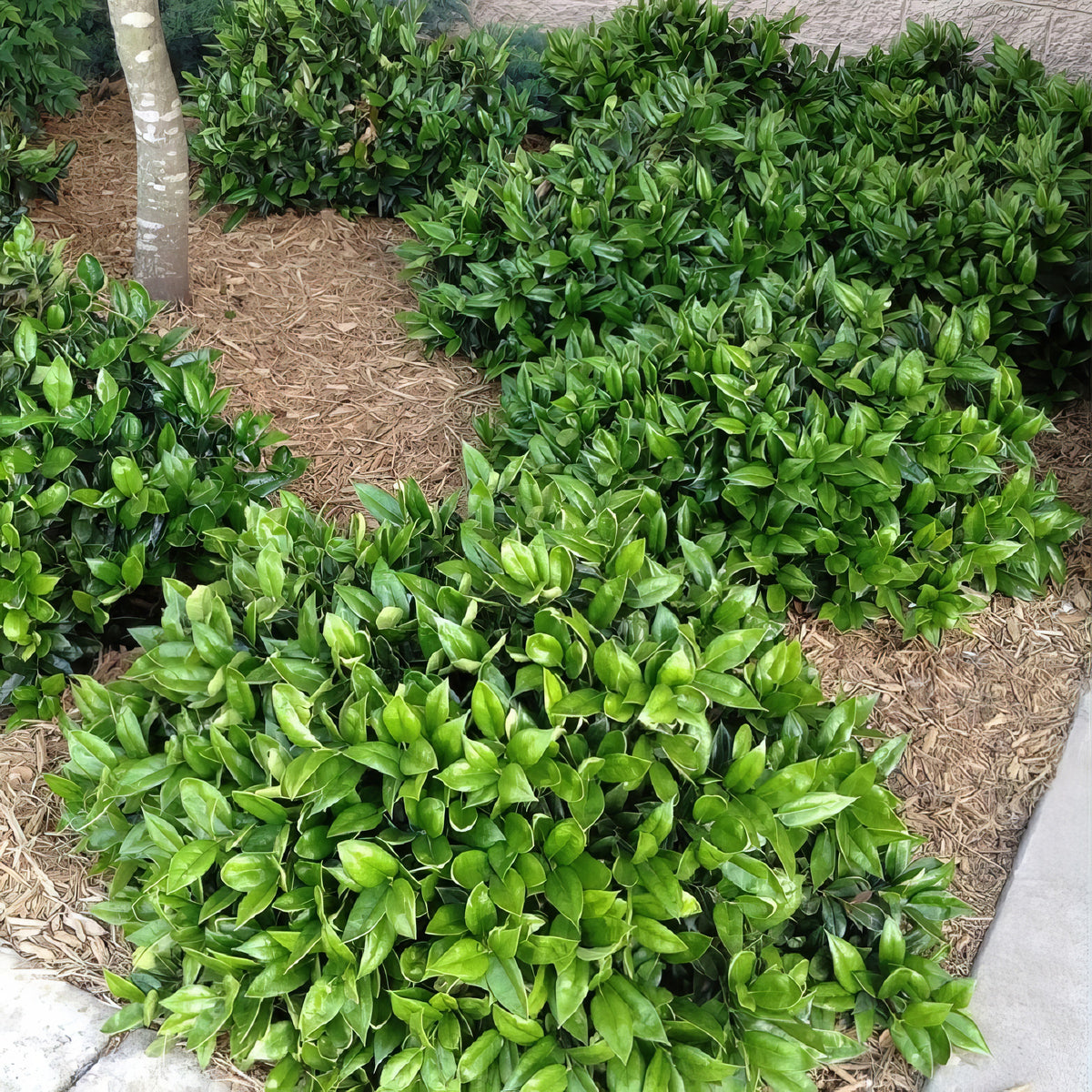 Ilex, 'Carissa' Holly - 3 Gallon Pot