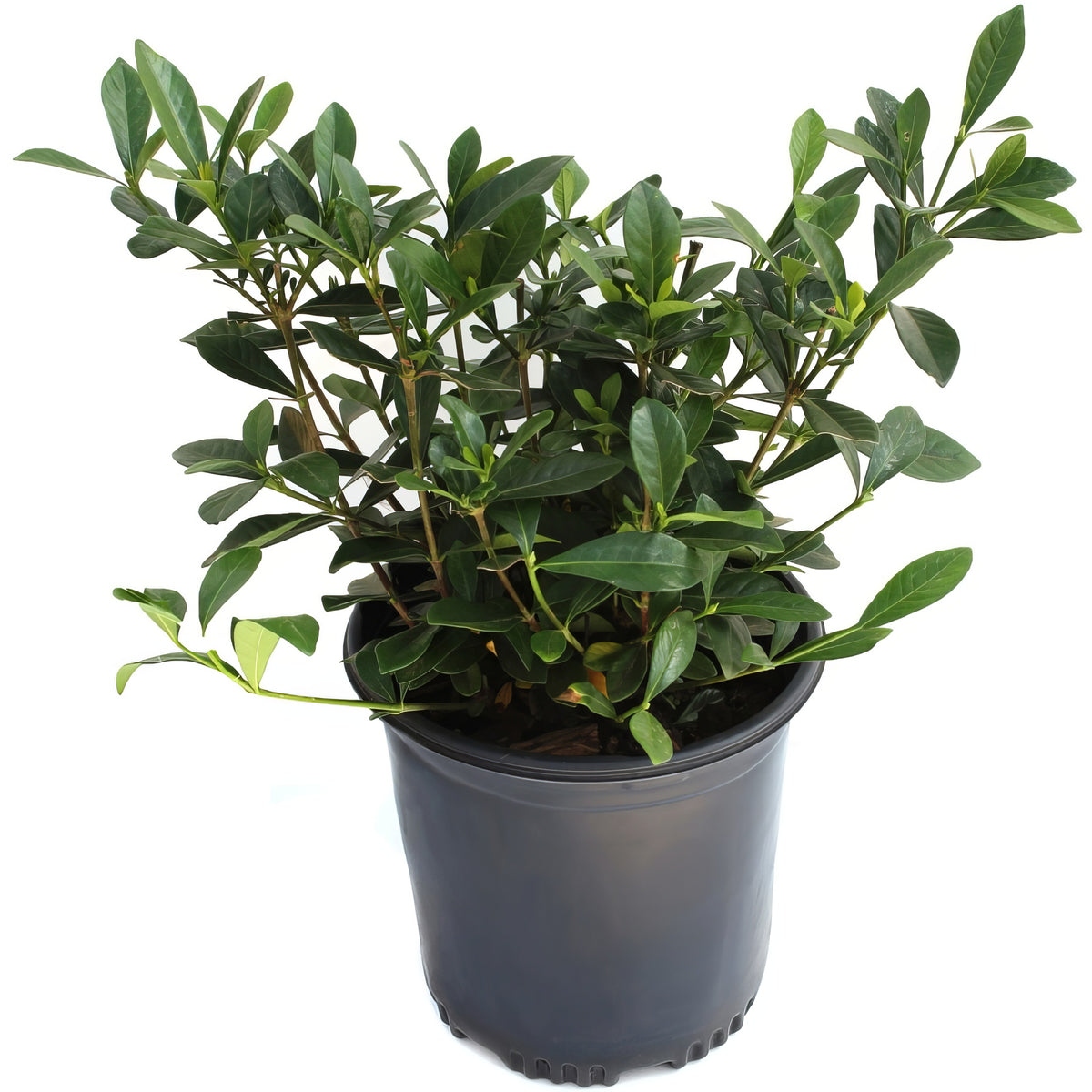 Gardenia 'Radicans' - 1 Gallon Pot
