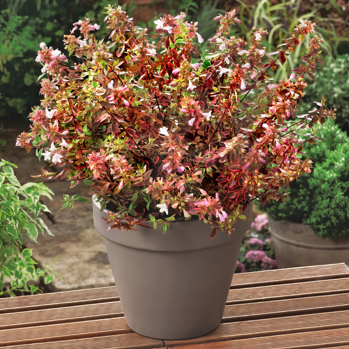 Abelia 'Francis Mason' - 3 Gallon Pot