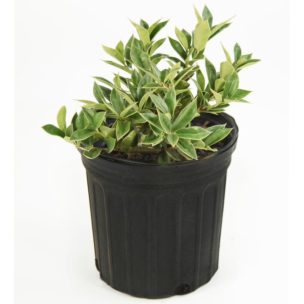 Ilex, 'Carissa' Holly - 3 Gallon Pot