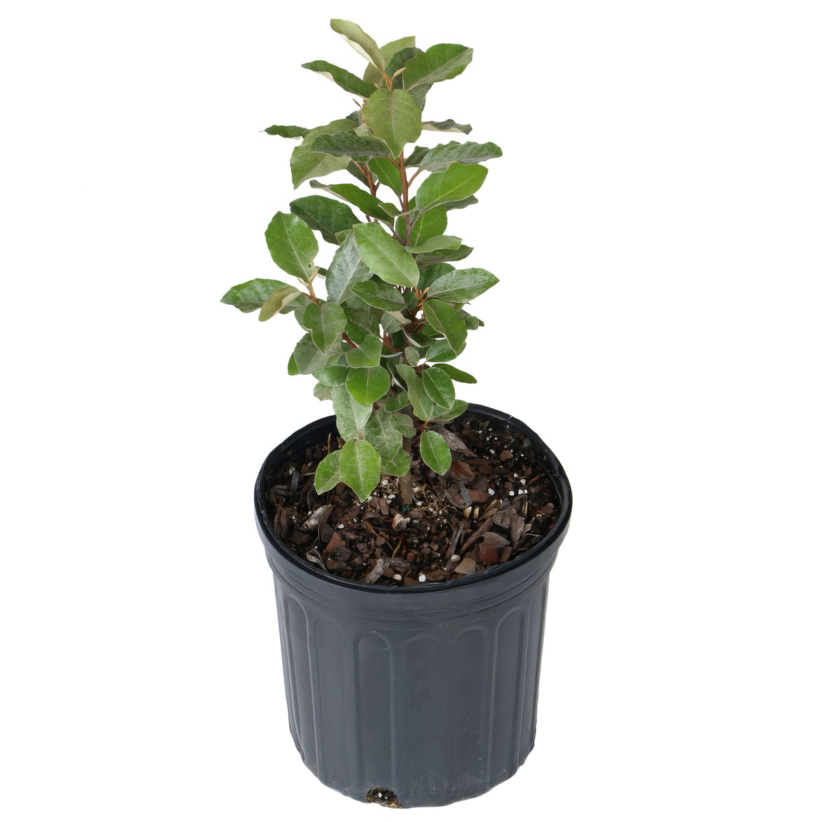 Eleagnus 'Ebbinge's Silverberry' - 1 Gallon Pot