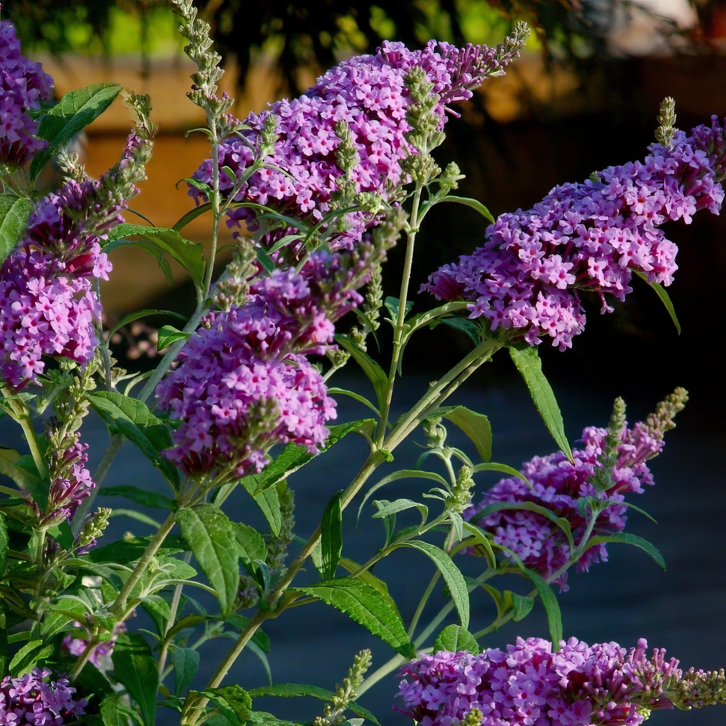 Buddleia 'Nanho Purple' Flowering Shrub With Purple Blooms - 1G Pot