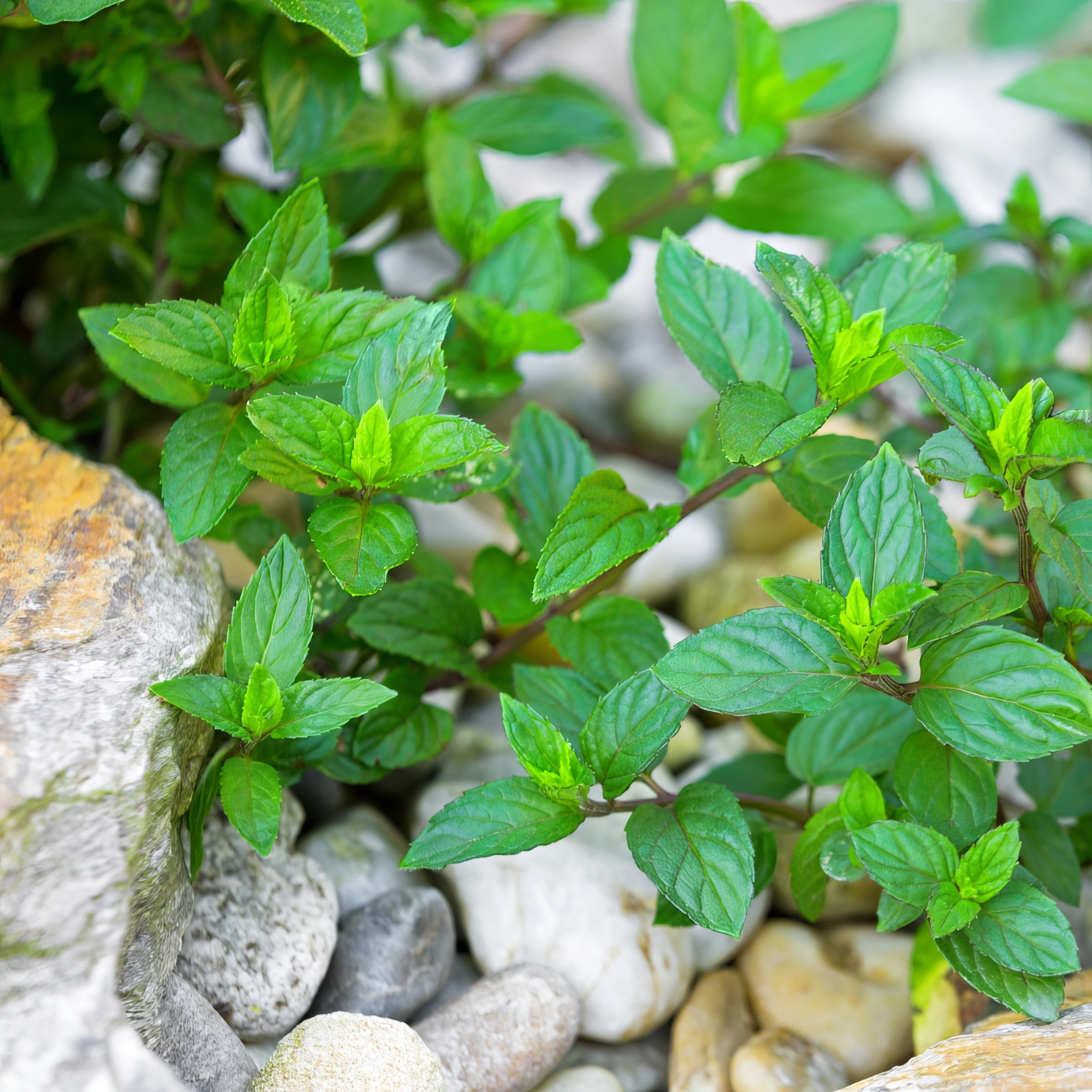 Mentha Chocolate Mint - 10" Hanging Basket