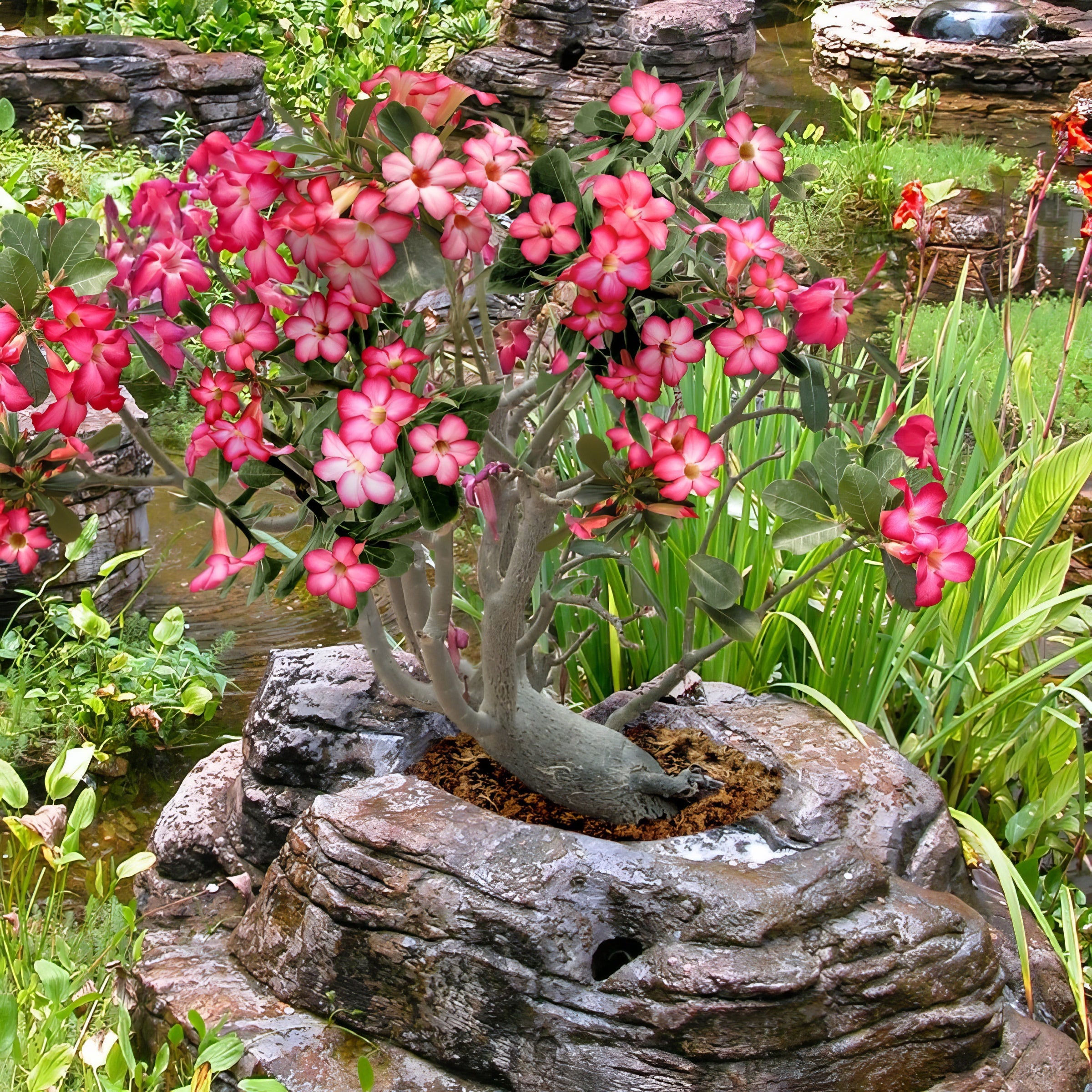 Red Desert Rose - 4" Pot, SPRING PREORDER