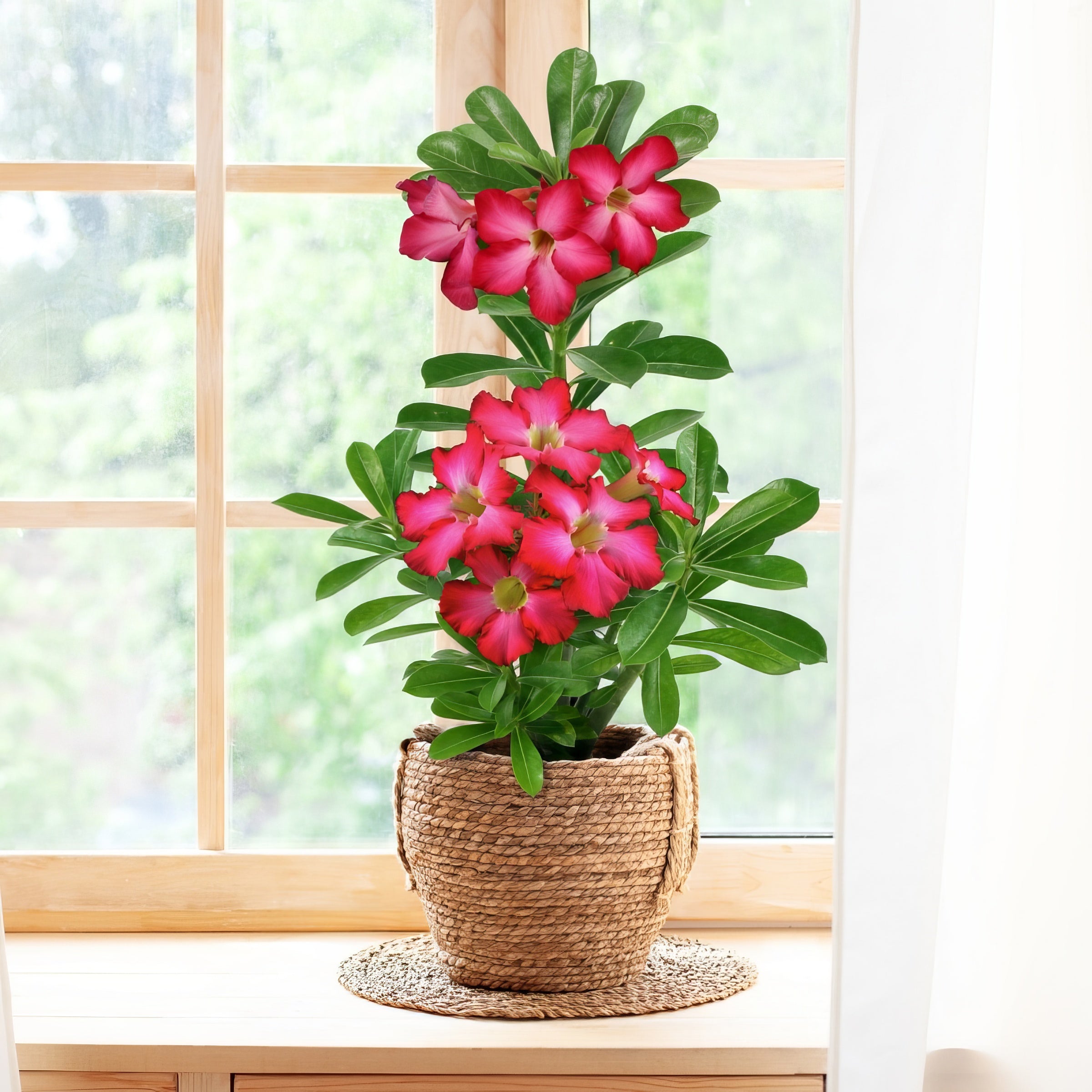Red Desert Rose - 4" Pot, SPRING PREORDER