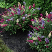 3-N-1 Buddleia Buzz Butterfly Bush - 1 Gallon Pot