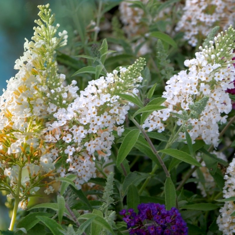 Buddleia 'White Profusion' - 1G Pot