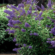 Buddleia 'Lochinch' Butterfly Bush- 1 Gallon Pot