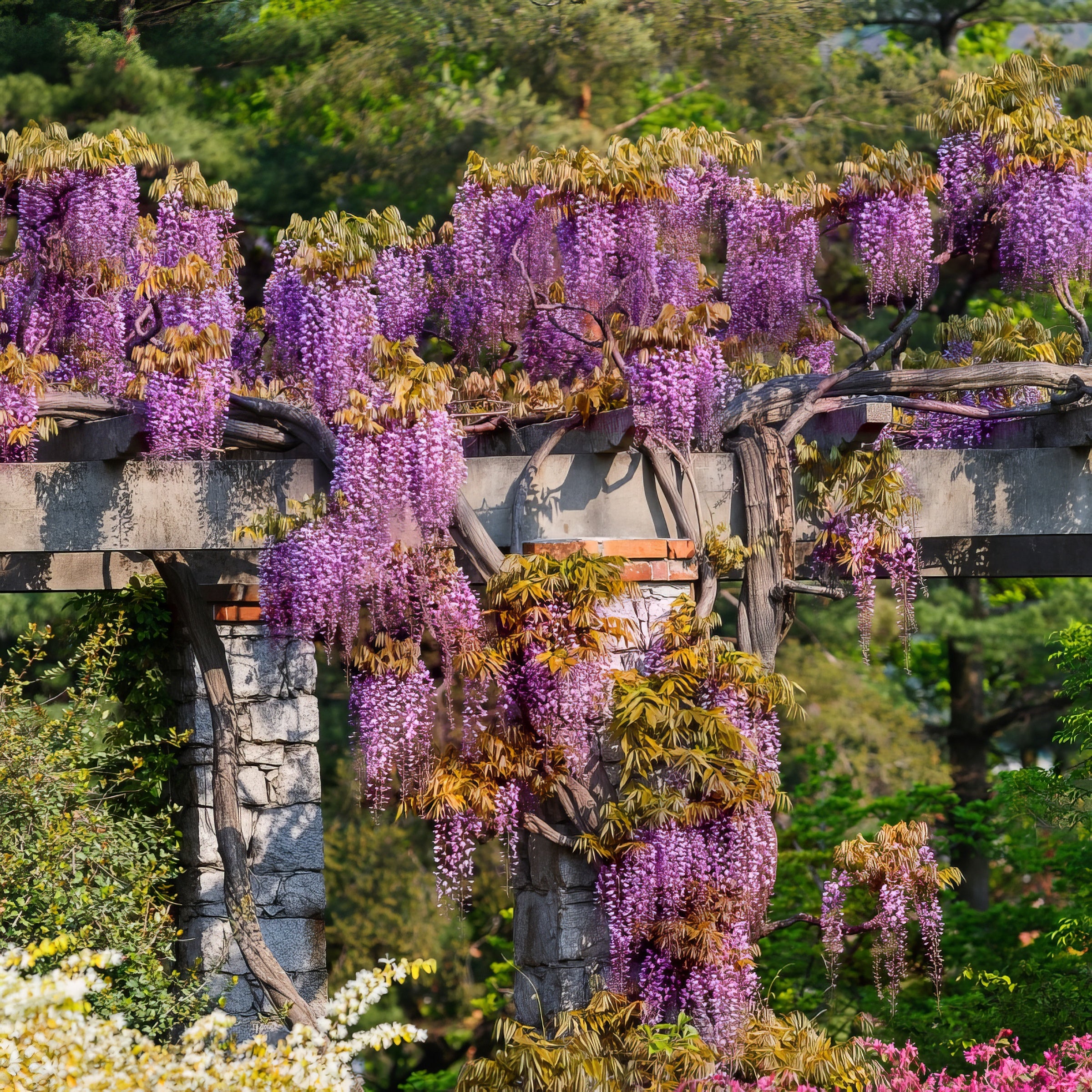 Wisteria 'Black Dragon' - 1 Gallon (PICK UP ONLY)