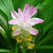 Curcuma Turmeric - 4" Pot