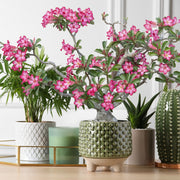 Pink Desert Rose - 3.25" Pot