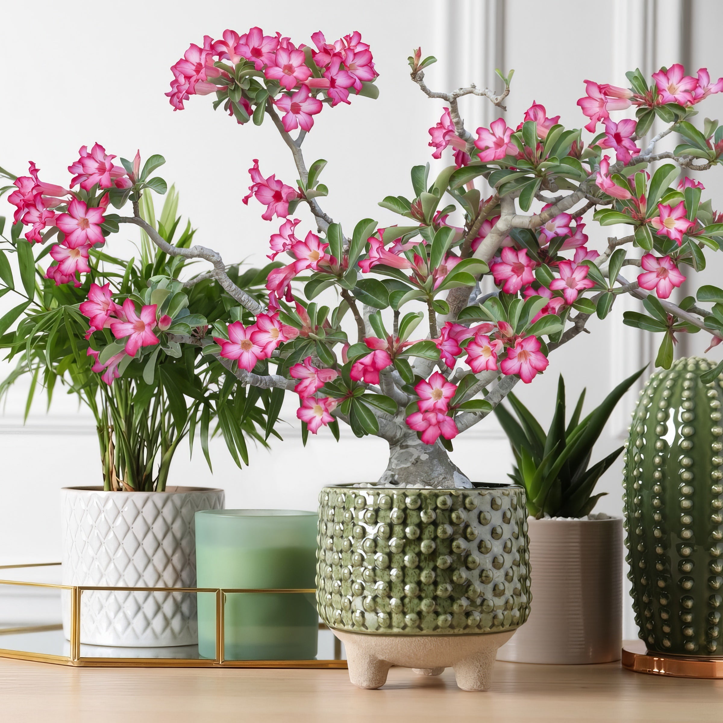 Pink Desert Rose - 3.25" Pot
