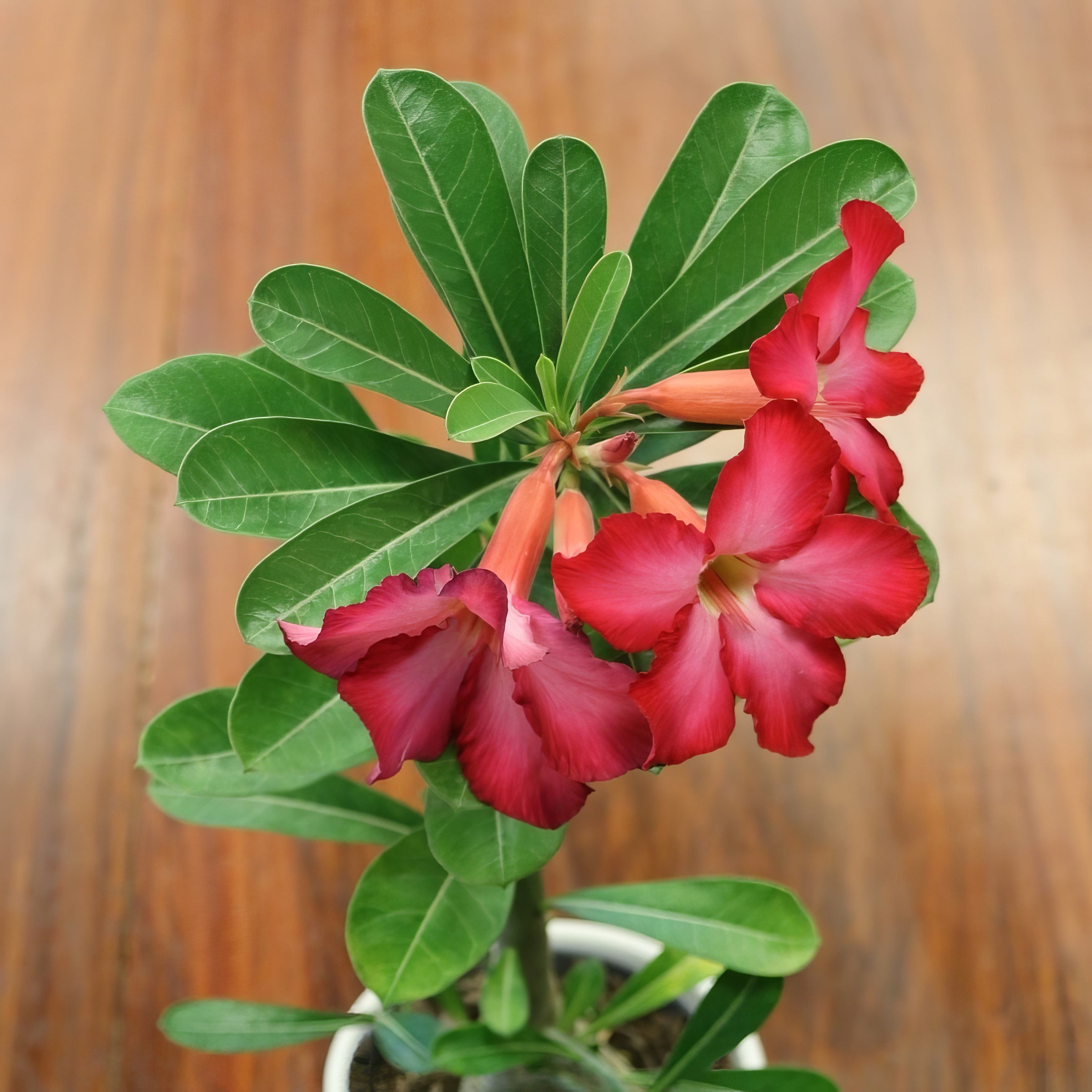 Red Desert Rose - 3.25" Pot