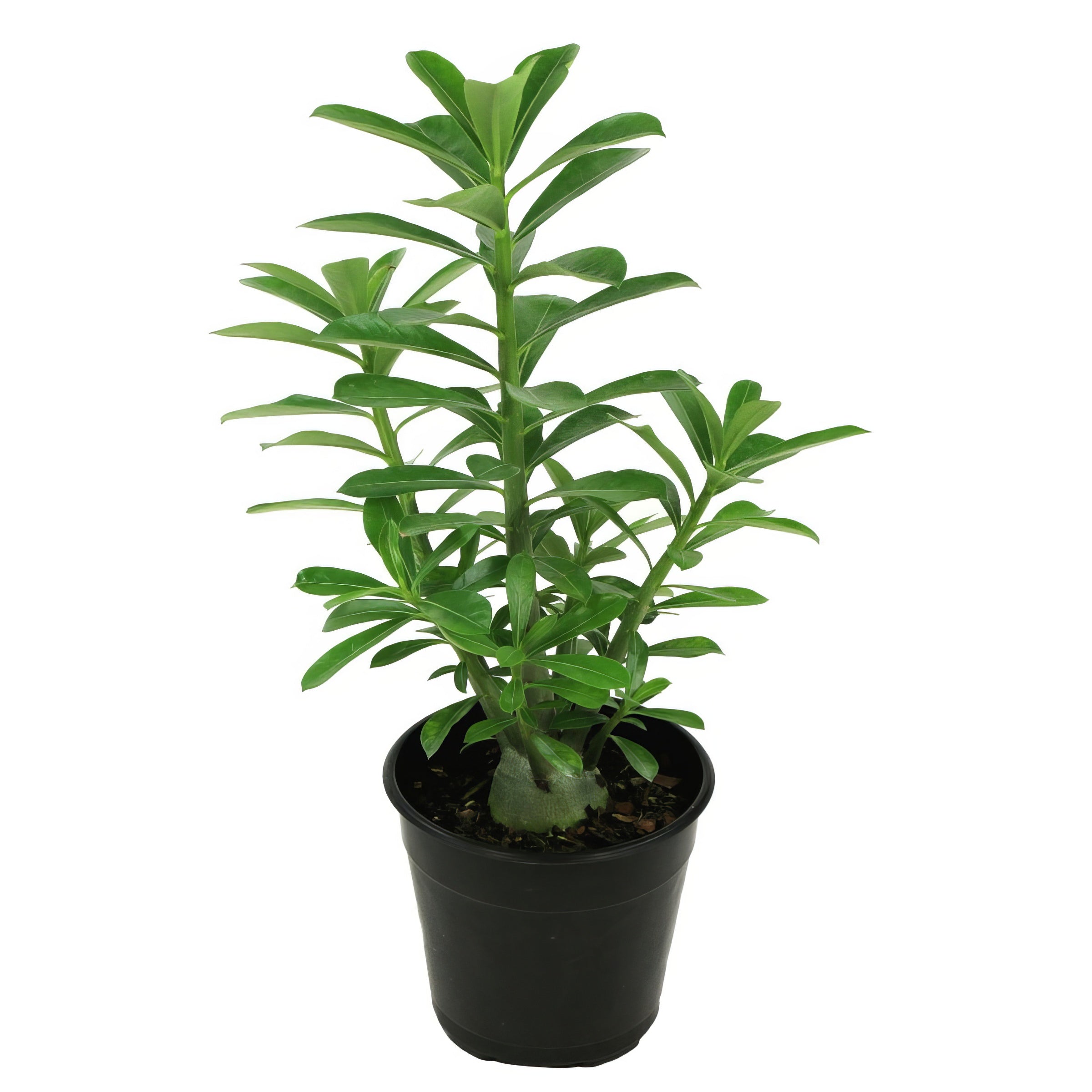 Red Desert Rose - 3.25" Pot