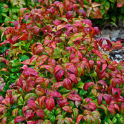 Nandina 'Fire Power' Heavenly Bamboo - 3 Gallon Pot