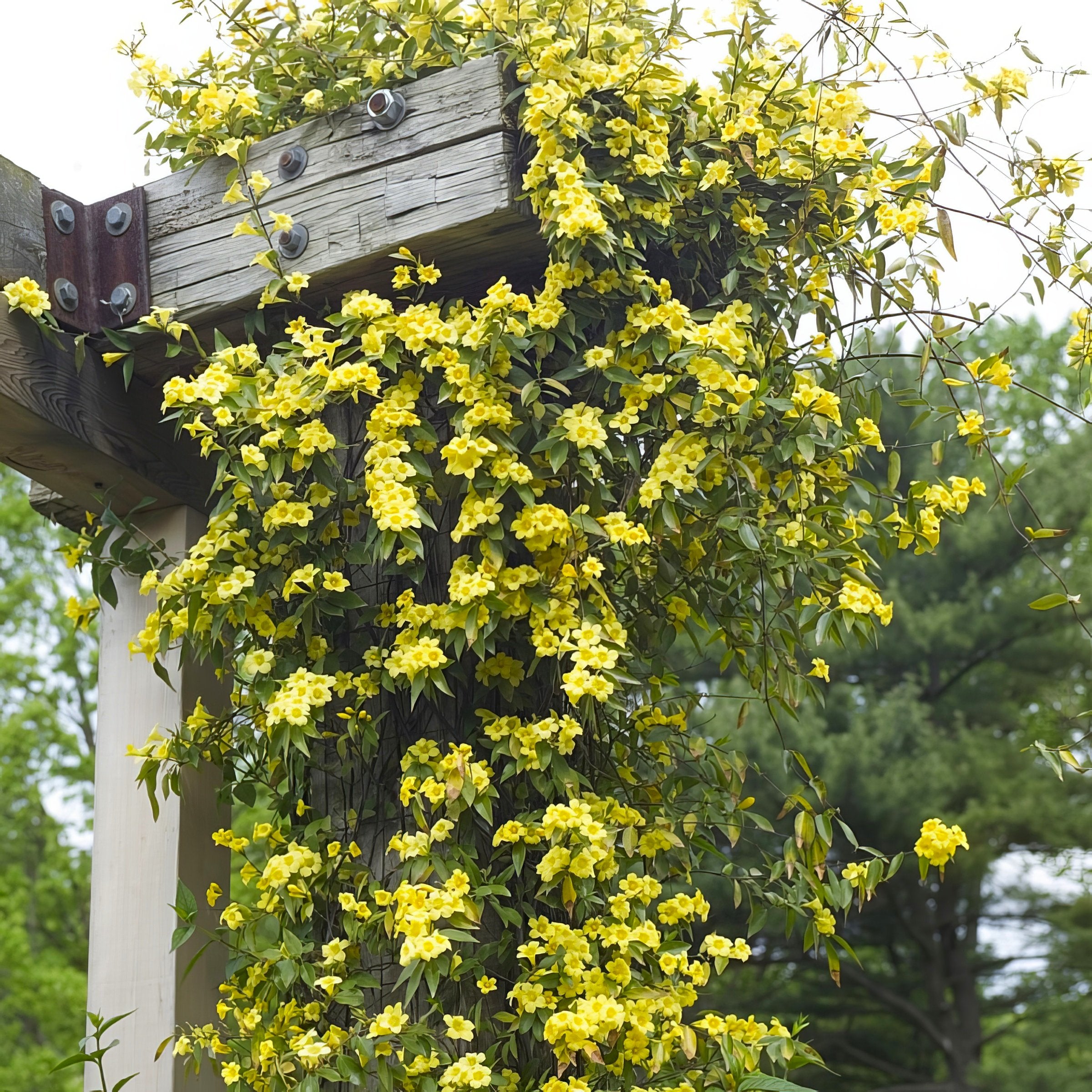Carolina Jessamine - 1 Gallon Pot