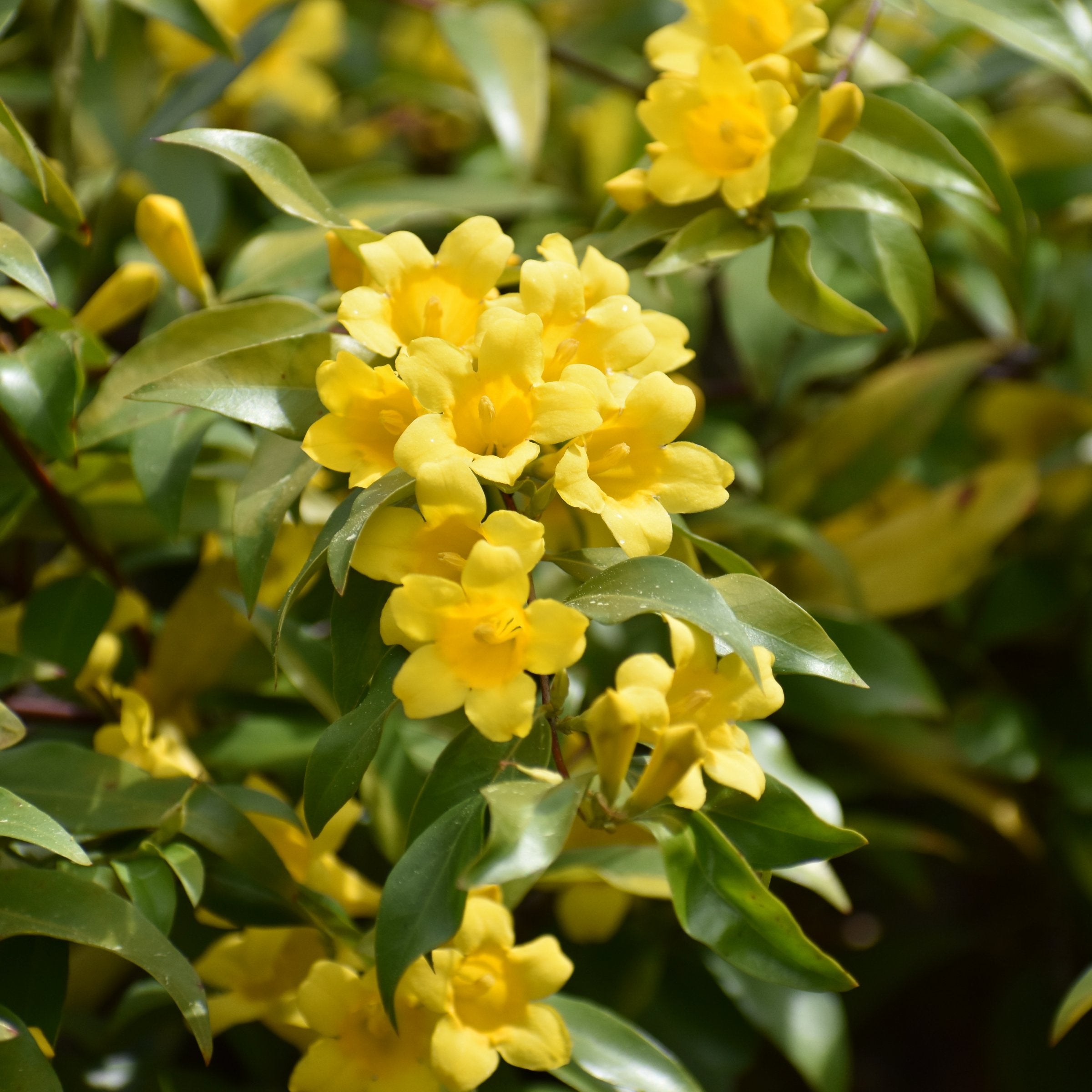 Carolina Jessamine - 1 Gallon Pot