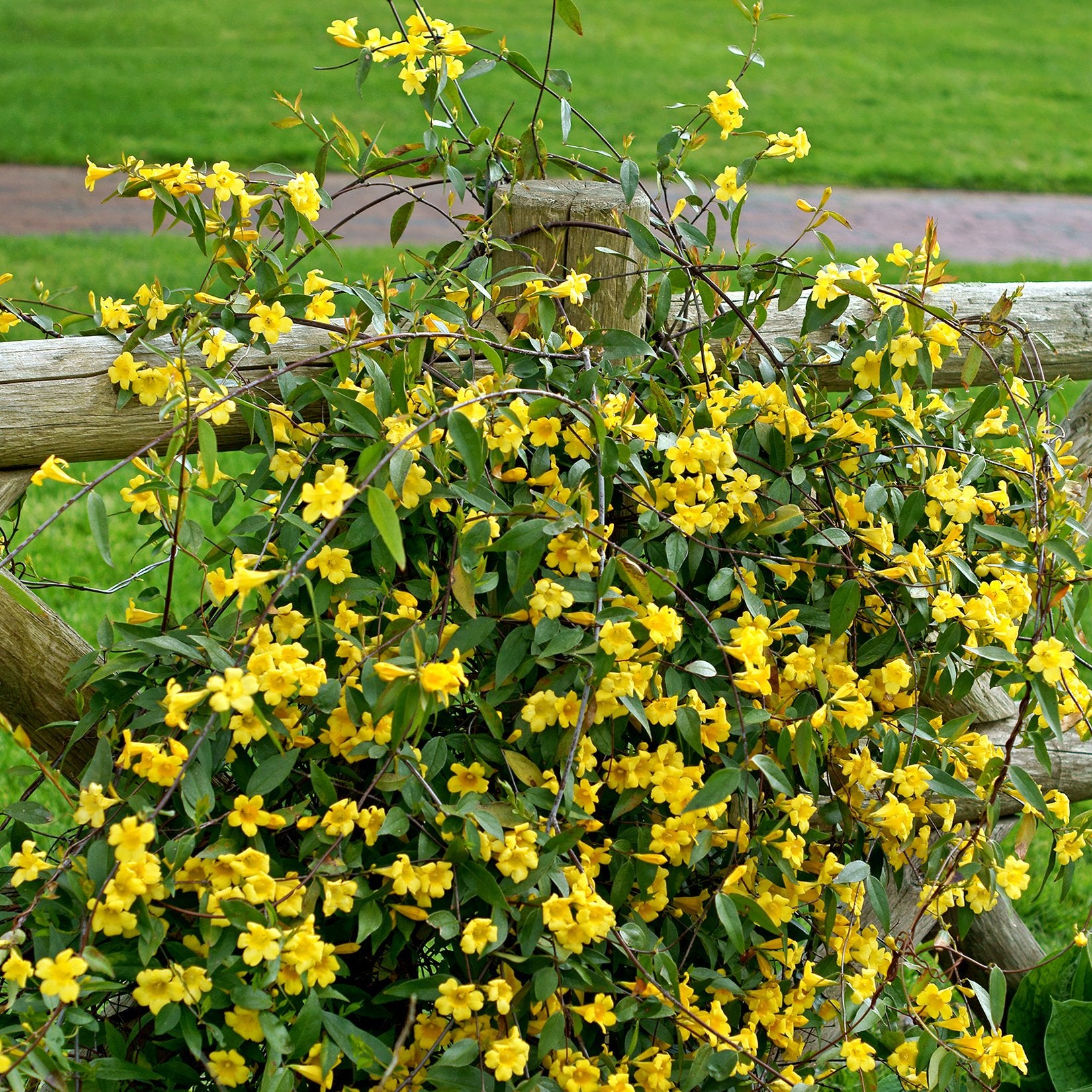 Carolina Jessamine - 1 Gallon Pot