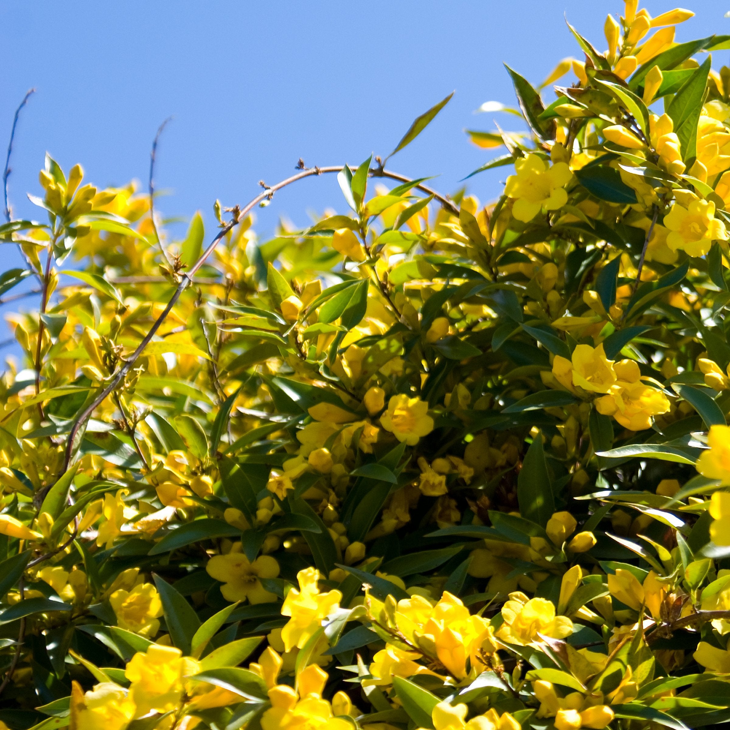 Carolina Jessamine - 1 Gallon Pot