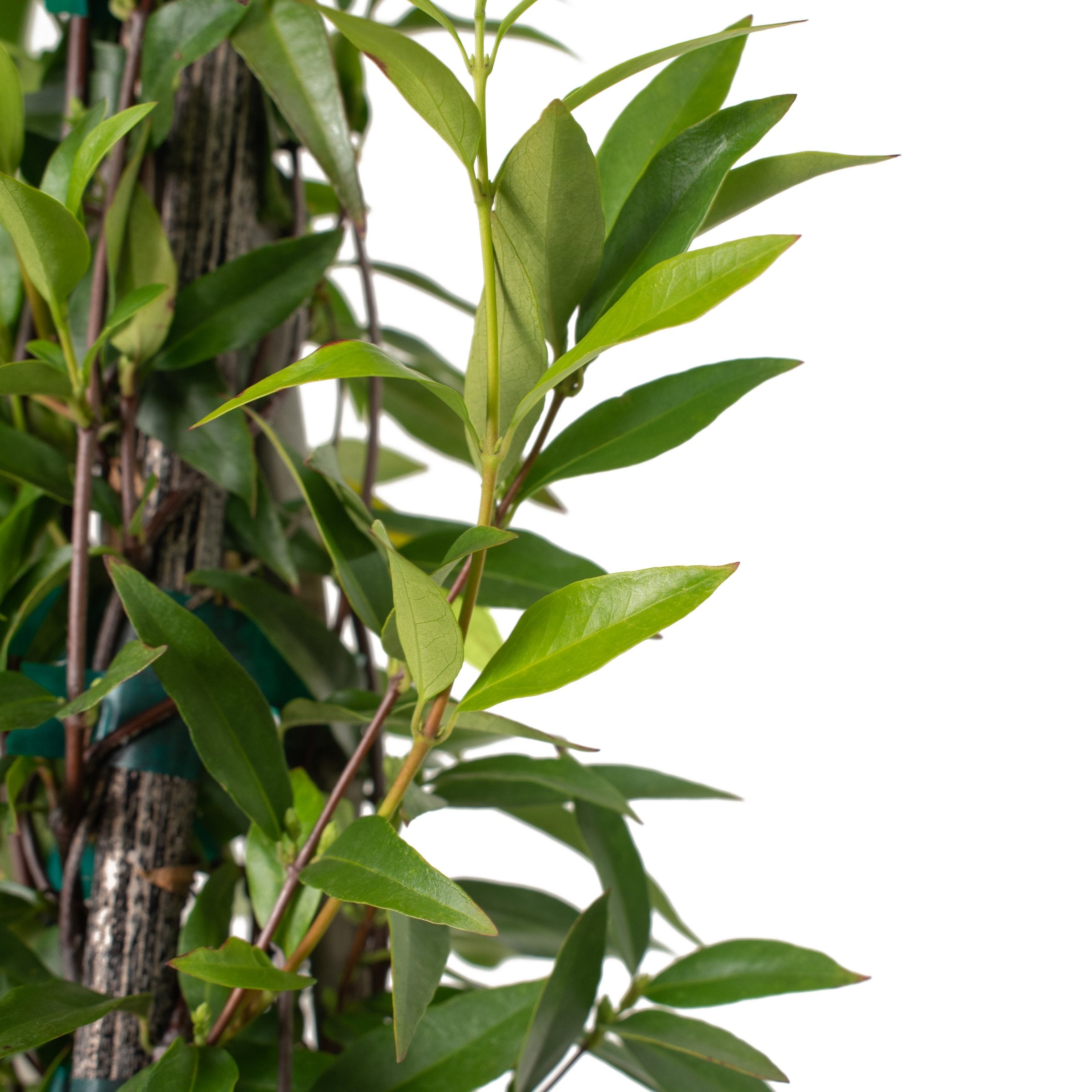 Carolina Jessamine - 1 Gallon Pot